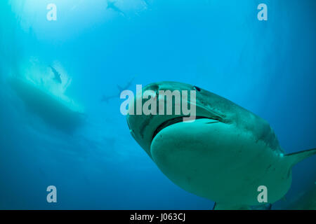 **Obligation - DE NE PAS ÊTRE PUBLIÉS SANS CORRIGER CRÉDITS PHOTOS** PLAGE DU TIGRE, BAHAMAS : des images ont révélé un photographe britannique sans peur de se lever d'étroit et de personnel avec 1 000 livres de requins tigre dans les Bahamas. La série de spectaculaires images montrent le photographe face au 13 mètres de long sur la tête de requin et même sa main vers le redoutable prédateur. D'autres coups de leur montrer les requins nager le long de la mer et permettant à leur plein gré de prendre des photos. Les spectaculaires photographies montrent Photographe Chris Knight, de Windsor, Royaume-Uni de détente avec la sha Banque D'Images