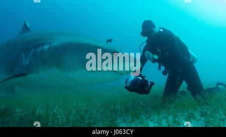 **Obligation - DE NE PAS ÊTRE PUBLIÉS SANS CORRIGER CRÉDITS PHOTOS** PLAGE DU TIGRE, BAHAMAS : des images ont révélé un photographe britannique sans peur de se lever d'étroit et de personnel avec 1 000 livres de requins tigre dans les Bahamas. La série de spectaculaires images montrent le photographe face au 13 mètres de long sur la tête de requin et même sa main vers le redoutable prédateur. D'autres coups de leur montrer les requins nager le long de la mer et permettant à leur plein gré de prendre des photos. Les spectaculaires photographies montrent Photographe Chris Knight, de Windsor, Royaume-Uni de détente avec la sha Banque D'Images