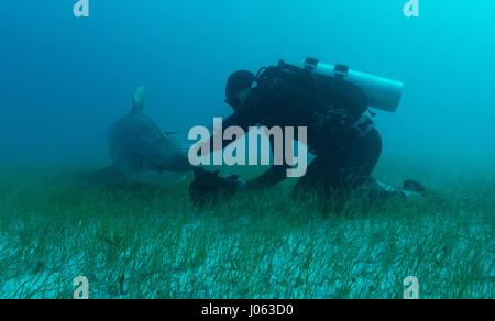 **Obligation - DE NE PAS ÊTRE PUBLIÉS SANS CORRIGER CRÉDITS PHOTOS** PLAGE DU TIGRE, BAHAMAS : des images ont révélé un photographe britannique sans peur de se lever d'étroit et de personnel avec 1 000 livres de requins tigre dans les Bahamas. La série de spectaculaires images montrent le photographe face au 13 mètres de long sur la tête de requin et même sa main vers le redoutable prédateur. D'autres coups de leur montrer les requins nager le long de la mer et permettant à leur plein gré de prendre des photos. Les spectaculaires photographies montrent Photographe Chris Knight, de Windsor, Royaume-Uni de détente avec la sha Banque D'Images