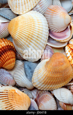 Fond naturel de coquillages. Coquilles d'anadara à sun journée d'été. Banque D'Images