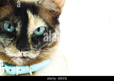 Beaux Yeux bleu tacheté de couleur unique sur un closeup portrait d'un chat siamois écaille de visage. Communément appelé un "Tortie Point'. Banque D'Images