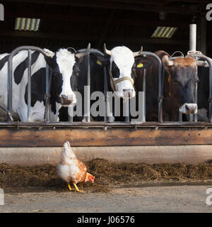 Le poulet se trouve à l'extérieur grange pleine de vaches à la ferme hollandais bio aux Pays-Bas Banque D'Images