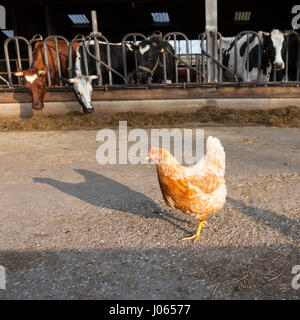 Le poulet se trouve à l'extérieur grange pleine de vaches à la ferme hollandais bio aux Pays-Bas Banque D'Images