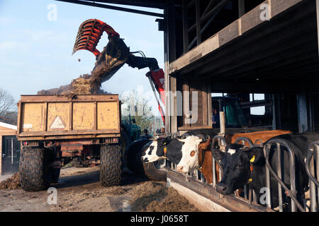 Le fumier est d'être chargé dans le panier derrière le tracteur sur une ferme d'élevage biologique aux Pays-Bas Banque D'Images