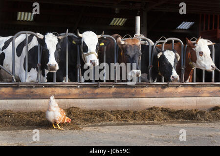 Le poulet se trouve à l'extérieur grange pleine de vaches à la ferme hollandais bio aux Pays-Bas Banque D'Images