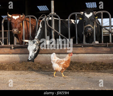 Le poulet se trouve à l'extérieur grange pleine de vaches à la ferme hollandais bio aux Pays-Bas Banque D'Images
