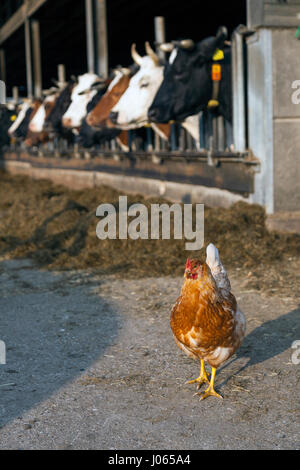 Le poulet se trouve à l'extérieur grange pleine de vaches à la ferme hollandais bio aux Pays-Bas Banque D'Images