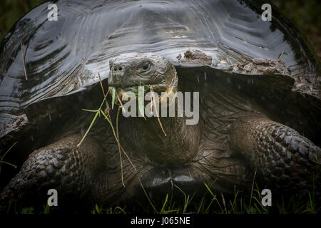 Une tortue géante des Galapagos (Chelonoidis porteri) manger de l'herbe dans les hautes terres de l'île de Santa Cruz dans les îles Galapagos, en Équateur. Banque D'Images