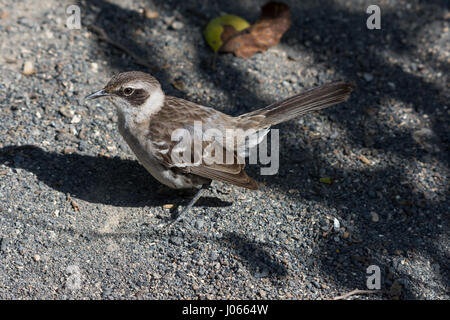 Mockingbird Galápagos (Nesomimus parvulus) debout sur le terrain sur l'île Isabela dans les îles Galapagos, en Équateur. Banque D'Images