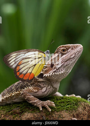 JAKARTA, INDONÉSIE : un dragon barbu a été cassé recevant un délicat baiser d'une dragueuse papillon. Les images montrent le dragon barbu le gaufrage pour un smooch sur les lèvres mais ensuite obtenir plus de marché toute la beauté comme voletant qui passe à faire son chemin vers le haut et sur la tête du lézard, à la recherche comme une orange, jaune et blanc, couronne. Elle a ensuite fait son chemin dans son dos avant de s'embrasser au revoir à la relation de quitter le lézard solitaire en pleine réflexion. Superviseur des finances Erni Wijaya (34) capturé ce rendez-vous romantique dans son jardin à l'arrière quand elle a amené son six-mois animal dragon barbu Banque D'Images