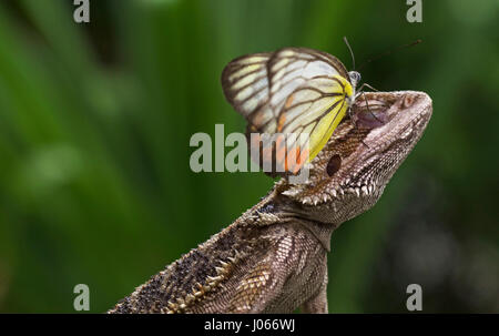 JAKARTA, INDONÉSIE : un dragon barbu a été cassé recevant un délicat baiser d'une dragueuse papillon. Les images montrent le dragon barbu le gaufrage pour un smooch sur les lèvres mais ensuite obtenir plus de marché toute la beauté comme voletant qui passe à faire son chemin vers le haut et sur la tête du lézard, à la recherche comme une orange, jaune et blanc, couronne. Elle a ensuite fait son chemin dans son dos avant de s'embrasser au revoir à la relation de quitter le lézard solitaire en pleine réflexion. Superviseur des finances Erni Wijaya (34) capturé ce rendez-vous romantique dans son jardin à l'arrière quand elle a amené son six-mois animal dragon barbu Banque D'Images