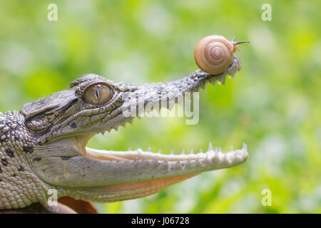 Le sud de Jakarta, Indonésie : les images montrent le moment hilarant un courageux aventurés lentement à l'intérieur de l'escargot mâchoires ouvertes d'un crocodile. La série de photos insolites montrent l'escargot audacieux glisser jusqu'à la pointe de l'avant sur le nez du reptile à l'intérieur de la sa bouche et, éventuellement, se déplaçant à l'intérieur. Dans un dernier coup, l'escargot peut être vu en appui sur le toit de la bouche du croc. L'incroyable des photos ont été prises par Roni Kurniawan (26) de Pondok Pinang, Jakarta, Indonésie juste à l'extérieur du sud de Jakarta. Pour prendre les photos, Roni utilisé un Canon 600D appareil photo. Roni Kurniawan / mediadrumworld.com Banque D'Images