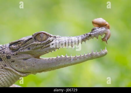 Le sud de Jakarta, Indonésie : les images montrent le moment hilarant un courageux aventurés lentement à l'intérieur de l'escargot mâchoires ouvertes d'un crocodile. La série de photos insolites montrent l'escargot audacieux glisser jusqu'à la pointe de l'avant sur le nez du reptile à l'intérieur de la sa bouche et, éventuellement, se déplaçant à l'intérieur. Dans un dernier coup, l'escargot peut être vu en appui sur le toit de la bouche du croc. L'incroyable des photos ont été prises par Roni Kurniawan (26) de Pondok Pinang, Jakarta, Indonésie juste à l'extérieur du sud de Jakarta. Pour prendre les photos, Roni utilisé un Canon 600D appareil photo. Roni Kurniawan / mediadrumworld.com Banque D'Images