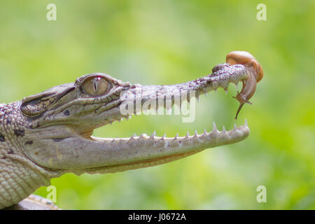 Le sud de Jakarta, Indonésie : les images montrent le moment hilarant un courageux aventurés lentement à l'intérieur de l'escargot mâchoires ouvertes d'un crocodile. La série de photos insolites montrent l'escargot audacieux glisser jusqu'à la pointe de l'avant sur le nez du reptile à l'intérieur de la sa bouche et, éventuellement, se déplaçant à l'intérieur. Dans un dernier coup, l'escargot peut être vu en appui sur le toit de la bouche du croc. L'incroyable des photos ont été prises par Roni Kurniawan (26) de Pondok Pinang, Jakarta, Indonésie juste à l'extérieur du sud de Jakarta. Pour prendre les photos, Roni utilisé un Canon 600D appareil photo. Roni Kurniawan / mediadrumworld.com Banque D'Images