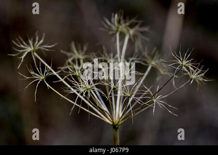 Cow Parsley seed head Banque D'Images