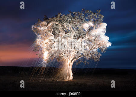 PLATEAU CENTRAL brésilien, BRÉSIL : Nature et science ont fusionné en tant que photographe utilise fireworks tirés depuis les arbres pour leur faire purger la lumière. Les photos montrent des arbres et magique un lac illuminé par la lumière-sentiers à partir de Fireworks dans divers endroits au Brésil, le Plateau Central d'un paysage riche en faune couvrant la majeure partie de l'Est, centrale et sud du Brésil. Photographe Local Vitor Schietti artifice agité manuellement avec l'aide d'une longue tige pour créer les modèles en couches et tourbillonnant jusqu'à douze photographies d'atteindre la finale la collection de photos est appelée 'Impermanent Banque D'Images