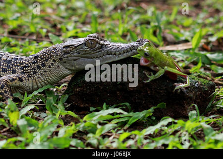 JAKARTA, INDONÉSIE : des images hilarantes d'un brave grenouille d'arbre et l'enfant saltwater crocodile dans ce qui ressemble à un visage sérieux-off ont été capturés. La série de prises montrent l'Amphibian and Reptile fixant l'un l'autre dans les yeux tout en se reposant sur un rocher et une autre image drôle montre la grenouille d'arbre pendant du côté de la croc's bouche tout en apparaissant à rire à haute voix dans le visage du prédateur. Les images ont été prises par amusant pensionné indonésiennes, Mang jour (62) lors d'une visite à Jakarta. Mang utilisé son Canon 60D pour capturer les photographies, un appareil photo qu'il a utilisé pendant quatre ans. Banque D'Images