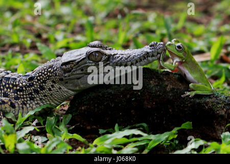 JAKARTA, INDONÉSIE : des images hilarantes d'un brave grenouille d'arbre et l'enfant saltwater crocodile dans ce qui ressemble à un visage sérieux-off ont été capturés. La série de prises montrent l'Amphibian and Reptile fixant l'un l'autre dans les yeux tout en se reposant sur un rocher et une autre image drôle montre la grenouille d'arbre pendant du côté de la croc's bouche tout en apparaissant à rire à haute voix dans le visage du prédateur. Les images ont été prises par amusant pensionné indonésiennes, Mang jour (62) lors d'une visite à Jakarta. Mang utilisé son Canon 60D pour capturer les photographies, un appareil photo qu'il a utilisé pendant quatre ans. Banque D'Images