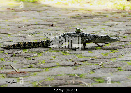 JAKARTA, INDONÉSIE : des images hilarantes d'un brave grenouille d'arbre et l'enfant saltwater crocodile dans ce qui ressemble à un visage sérieux-off ont été capturés. La série de prises montrent l'Amphibian and Reptile fixant l'un l'autre dans les yeux tout en se reposant sur un rocher et une autre image drôle montre la grenouille d'arbre pendant du côté de la croc's bouche tout en apparaissant à rire à haute voix dans le visage du prédateur. Les images ont été prises par amusant pensionné indonésiennes, Mang jour (62) lors d'une visite à Jakarta. Mang utilisé son Canon 60D pour capturer les photographies, un appareil photo qu'il a utilisé pendant quatre ans. Banque D'Images