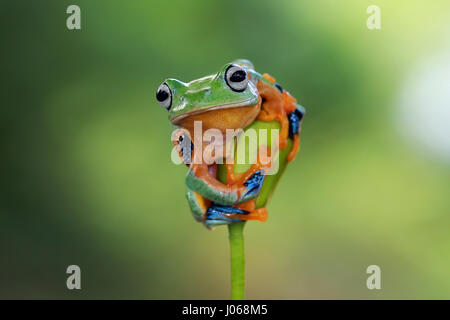 JAKARTA, INDONÉSIE : Trouver un parfait posent cette créature photogénique a été capturé pole dancing pour l'appareil photo. Les images montrent l'athletic amphibian montrant la pole dancing prouesses et la série de photos affiche cet amphibien athlétique perché sur un bouton floral. Les images vont de la grenouille pole dancing à donner le photographe itinérant de l'œil. Kurit Afsheen graphiste (34) de l'Indonésie, a eu la chance de tomber sur le coloré Rhacophorus reinwardtii, également connu sous le nom de la grenouille verte dans sa ville natale de Jakarta. Banque D'Images