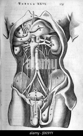 Cette illustration anatomique de Bartholin met en valeur la structure abdominale humaine. La représentation détaillée donne un aperçu des organes internes du corps et est un travail important dans l'histoire des illustrations médicales. Banque D'Images