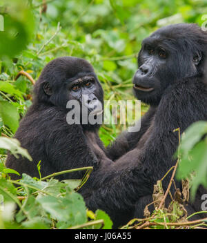 Le parc national de Bwindi, EN OUGANDA : UN gorilla brandi un gros bâton comme une arme, tandis qu'il cherche à écarter un photographe qui s'est trop près pour le confort. L'image époustouflante montre l'immense trois cent cinquante livres silverback tenir le bâton dans une manière menaçante qu'il tire le photographe un regard menaçant comme pour dire, "pourquoi j'oughta". D'autres images montrent des gorilles dans une humeur beaucoup plus accommodant comme ils balancer de branches, nourrir et jouer avec leurs jeunes. Certains gorilles juvéniles peuvent être vus sur une branche et relaxant que le monde passe. Les photos ont été prises par le photographe de Moscou Banque D'Images