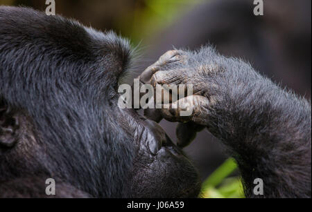 Le parc national de Bwindi, EN OUGANDA : UN gorilla brandi un gros bâton comme une arme, tandis qu'il cherche à écarter un photographe qui s'est trop près pour le confort. L'image époustouflante montre l'immense trois cent cinquante livres silverback tenir le bâton dans une manière menaçante qu'il tire le photographe un regard menaçant comme pour dire, "pourquoi j'oughta". D'autres images montrent des gorilles dans une humeur beaucoup plus accommodant comme ils balancer de branches, nourrir et jouer avec leurs jeunes. Certains gorilles juvéniles peuvent être vus sur une branche et relaxant que le monde passe. Les photos ont été prises par le photographe de Moscou Banque D'Images