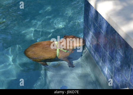 LAS VEGAS, USA : une vidéo hilarante a attrapé un rongeur géant célébrité aquatique de faire quelques brasses dans sa propre piscine. Images adorables et video show quatre mètres de long, 100 livre JoeJoe le capybara pagaie paresseusement autour de la piscine, plonger sous l'eau et à l'échelle de surfaçage habilement qu'il ressemble à ce qu'il utilisera pour sortir. Les images et le clip ont été prises par le propriétaire de JoeJoe Cody Kennedy à son domicile de Las Vegas. Banque D'Images