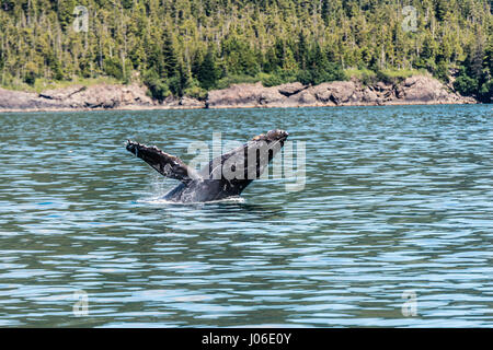 L'ONTARIO, CANADA : le moment exact un sautant trente-tonne baleine est parfaitement parallèle à la surface de l'eau qu'il est éclatant de sensationnellement a été capturé. D'autres photos montrent la séquence des précisément comment la baleine à bosse a brisé la surface de l'eau, qu'à sortir de l'eau à haute vitesse. Enseignant de l'école élémentaire (37) Ian Stotesbury provenant de l'Ontario, le Canada a eu la chance d'apercevoir la baleine sur un tour de bateau dans la baie du Prince William, en Alaska. Banque D'Images