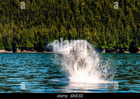 L'ONTARIO, CANADA : le moment exact un sautant trente-tonne baleine est parfaitement parallèle à la surface de l'eau qu'il est éclatant de sensationnellement a été capturé. D'autres photos montrent la séquence des précisément comment la baleine à bosse a brisé la surface de l'eau, qu'à sortir de l'eau à haute vitesse. Enseignant de l'école élémentaire (37) Ian Stotesbury provenant de l'Ontario, le Canada a eu la chance d'apercevoir la baleine sur un tour de bateau dans la baie du Prince William, en Alaska. Banque D'Images