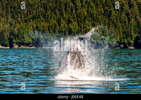 L'ONTARIO, CANADA : le moment exact un sautant trente-tonne baleine est parfaitement parallèle à la surface de l'eau qu'il est éclatant de sensationnellement a été capturé. D'autres photos montrent la séquence des précisément comment la baleine à bosse a brisé la surface de l'eau, qu'à sortir de l'eau à haute vitesse. Enseignant de l'école élémentaire (37) Ian Stotesbury provenant de l'Ontario, le Canada a eu la chance d'apercevoir la baleine sur un tour de bateau dans la baie du Prince William, en Alaska. Banque D'Images