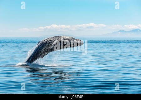 L'ONTARIO, CANADA : le moment exact un sautant trente-tonne baleine est parfaitement parallèle à la surface de l'eau qu'il est éclatant de sensationnellement a été capturé. D'autres photos montrent la séquence des précisément comment la baleine à bosse a brisé la surface de l'eau, qu'à sortir de l'eau à haute vitesse. Enseignant de l'école élémentaire (37) Ian Stotesbury provenant de l'Ontario, le Canada a eu la chance d'apercevoir la baleine sur un tour de bateau dans la baie du Prince William, en Alaska. Banque D'Images