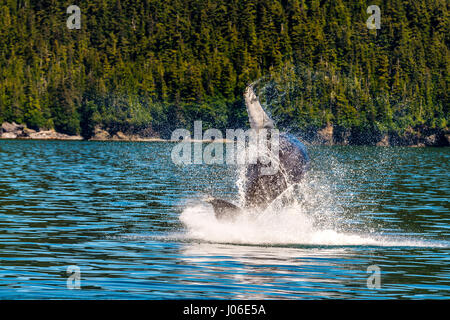 L'ONTARIO, CANADA : le moment exact un sautant trente-tonne baleine est parfaitement parallèle à la surface de l'eau qu'il est éclatant de sensationnellement a été capturé. D'autres photos montrent la séquence des précisément comment la baleine à bosse a brisé la surface de l'eau, qu'à sortir de l'eau à haute vitesse. Enseignant de l'école élémentaire (37) Ian Stotesbury provenant de l'Ontario, le Canada a eu la chance d'apercevoir la baleine sur un tour de bateau dans la baie du Prince William, en Alaska. Banque D'Images