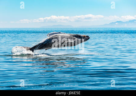 L'ONTARIO, CANADA : le moment exact un sautant trente-tonne baleine est parfaitement parallèle à la surface de l'eau qu'il est éclatant de sensationnellement a été capturé. D'autres photos montrent la séquence des précisément comment la baleine à bosse a brisé la surface de l'eau, qu'à sortir de l'eau à haute vitesse. Enseignant de l'école élémentaire (37) Ian Stotesbury provenant de l'Ontario, le Canada a eu la chance d'apercevoir la baleine sur un tour de bateau dans la baie du Prince William, en Alaska. Banque D'Images