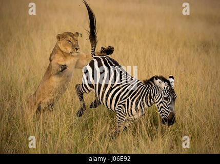 Le masai Mara, KENYA : action remarquable photos ont pris une lionne affamée prendre en bas un zebra pour le choc de la touristes britanniques qui a été témoin de l'instant de la nature à son plus brut.Les superbes images Voir la lionne 300 livres d'essayer de grimper sur sa proie, mais la réception d'un coup de pied ferme sur le visage pour ses troubles. D'autres plans montrent le prédateur sauter sur l'intrépide petit zèbre, finalement de l'amener jusqu'au sol avant de festoyer sur le butin de son succès. Les mousquetons ont été prises dans le Masai Mara, au Kenya par le photographe de la faune Clement Kiragu (36) de Nairobi. Banque D'Images