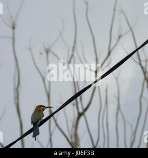 Oiseau d'abeille sur un belvédère. Banque D'Images