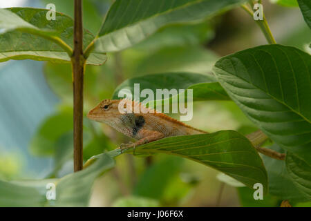 Lézards locaux au jardin de l'arbre de goyave. Banque D'Images