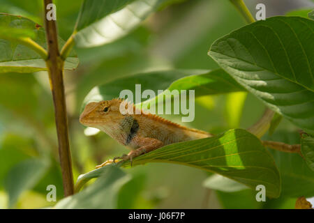 Lézards locaux au jardin de l'arbre de goyave. Banque D'Images