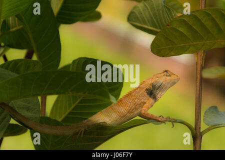 Lézards locaux au jardin de l'arbre de goyave. Banque D'Images