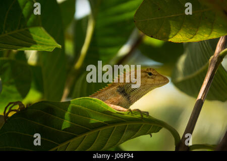 Lézards locaux au jardin de l'arbre de goyave. Banque D'Images