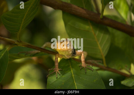 Lézards locaux au jardin de l'arbre de goyave. Banque D'Images