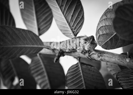 Le camouflage des lézards sur une goyave arbre à notre maison jardin. Banque D'Images