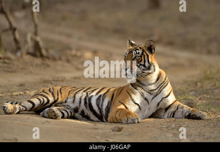 Tigre sauvage assis sur un chemin de forêt et regardant loin dans la distance Banque D'Images