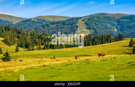 Quelques vaches qui paissent sur colline pré. rural fields près de la forêt. belle campagne paysage estival. Tilt-shift effet lentille Banque D'Images