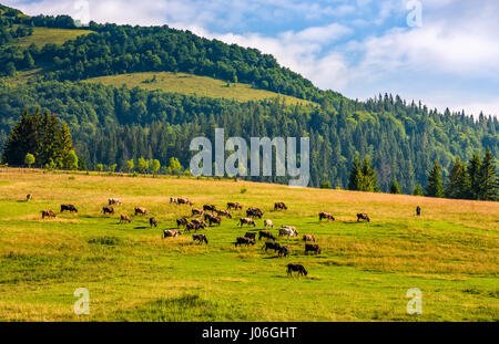 Quelques vaches qui paissent sur colline pré. clôture sur champs rural près de la forêt. une campagne magnifique paysage d'été Banque D'Images