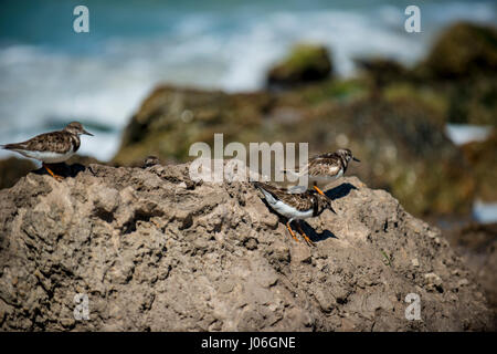 Des pierres sur plage avec de petits oiseaux Banque D'Images