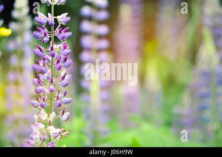 Libre d'un jardin coloré de fleurs Lupin en fleurs Banque D'Images