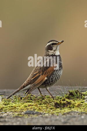 Dusky Thrush (Turdus eunomus) d'hommes se tenant sur le sol de Mars, le Japon Kyushu Banque D'Images