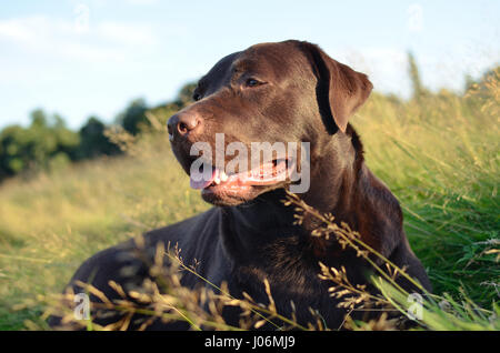 Labrador chocolat lying in grass field en été Banque D'Images