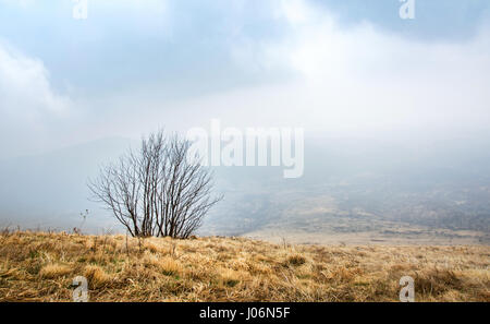 Lonely tree in the Foggy Mountain à haute altitude Banque D'Images